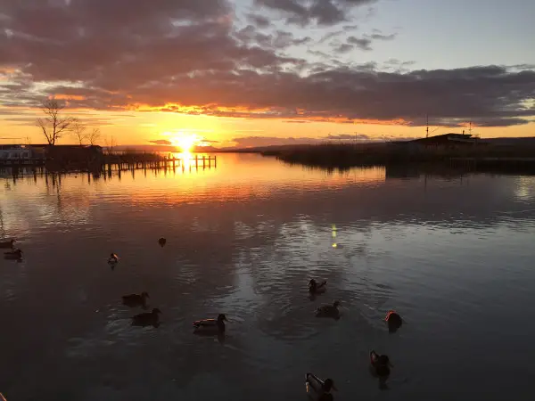 Sonnenuntergang Neusiedl am See - Adler oder Ente